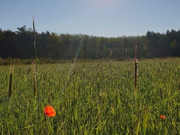 JESTEŚ PIĘKNA TAKA JAKA JESTEŚ